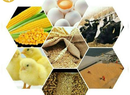 سایر ریز مغذی ها