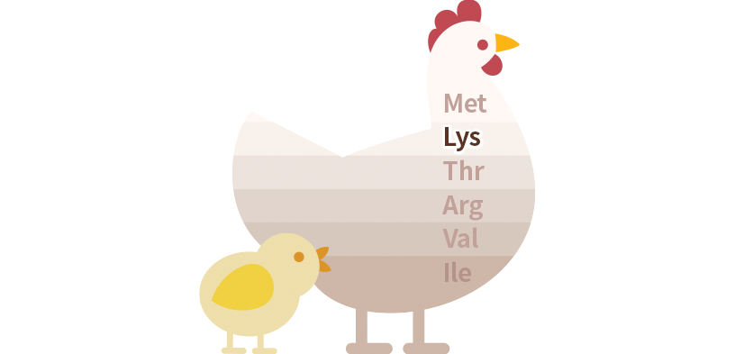 آمینو اسیدها